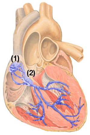 心脏起搏器产生的伪像的检测与区分