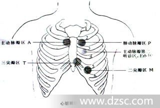 心音换能器安放于二心瓣听诊区(左锁骨中线第心脏瓣膜听诊区_心脏各