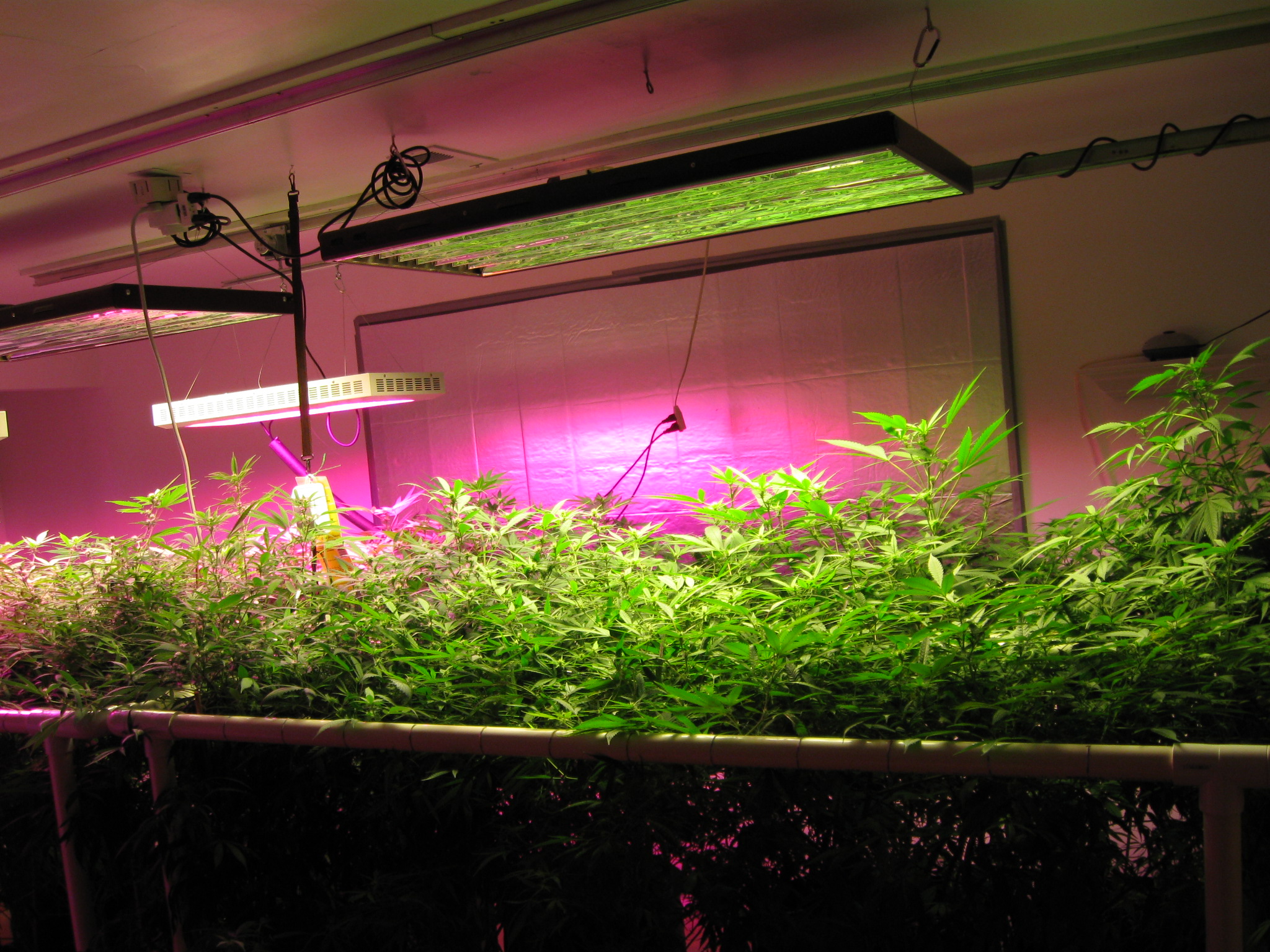 LED植物灯温室栽培技术分析