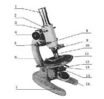 偏光显微镜的结构