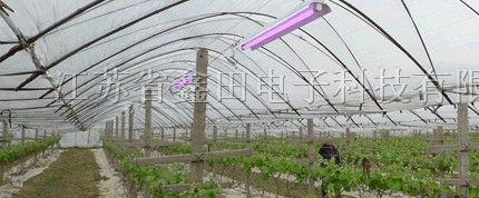 植物助长灯