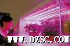 LED芯片-植物生长芯片 鼎元TK512DRH