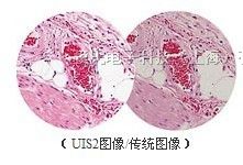 供应奥林巴斯显微镜BX41-32P02（代理商）